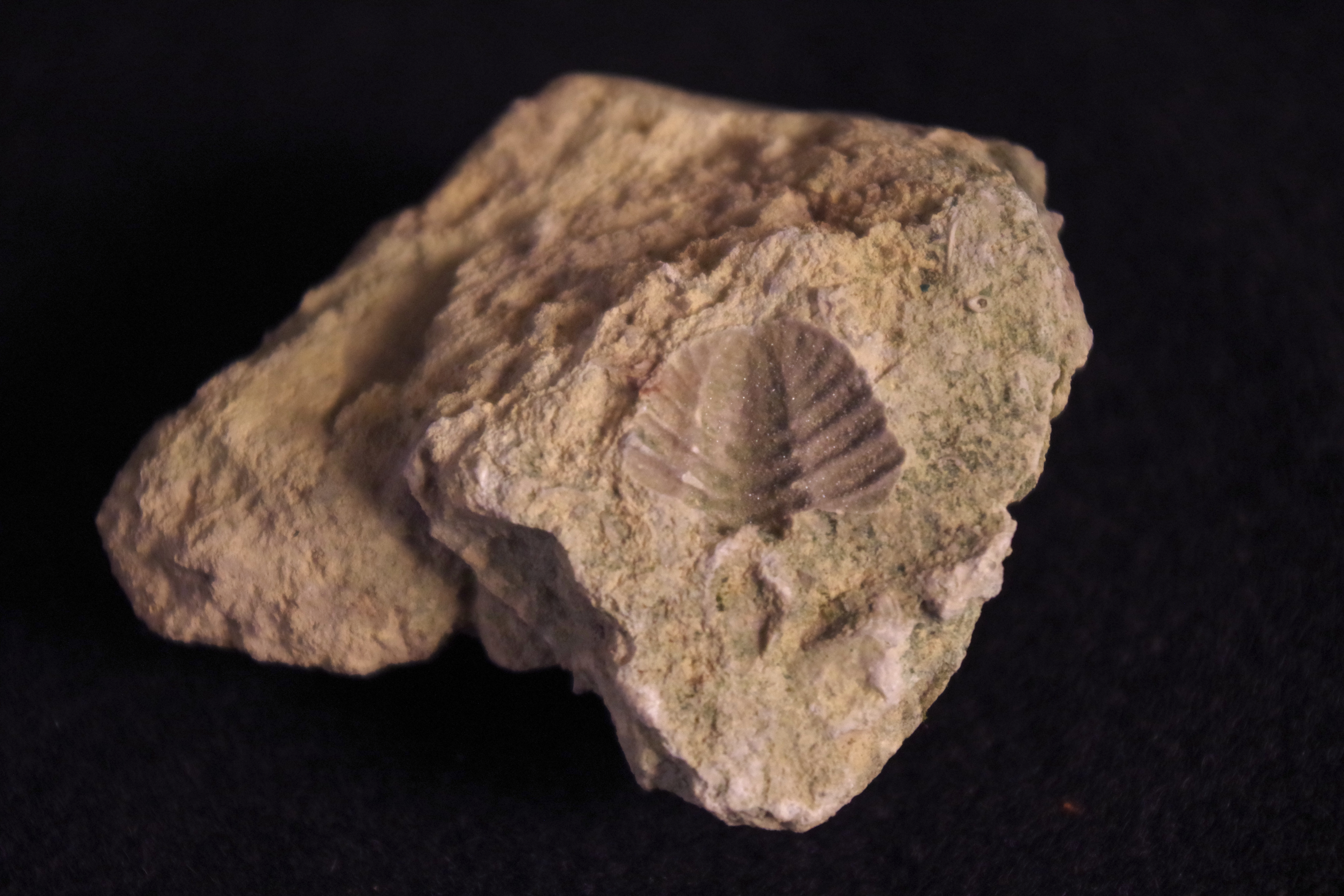 trilobite
